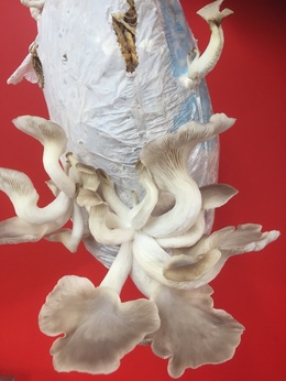 Oyster mushrooms grown at Croucher Brewing